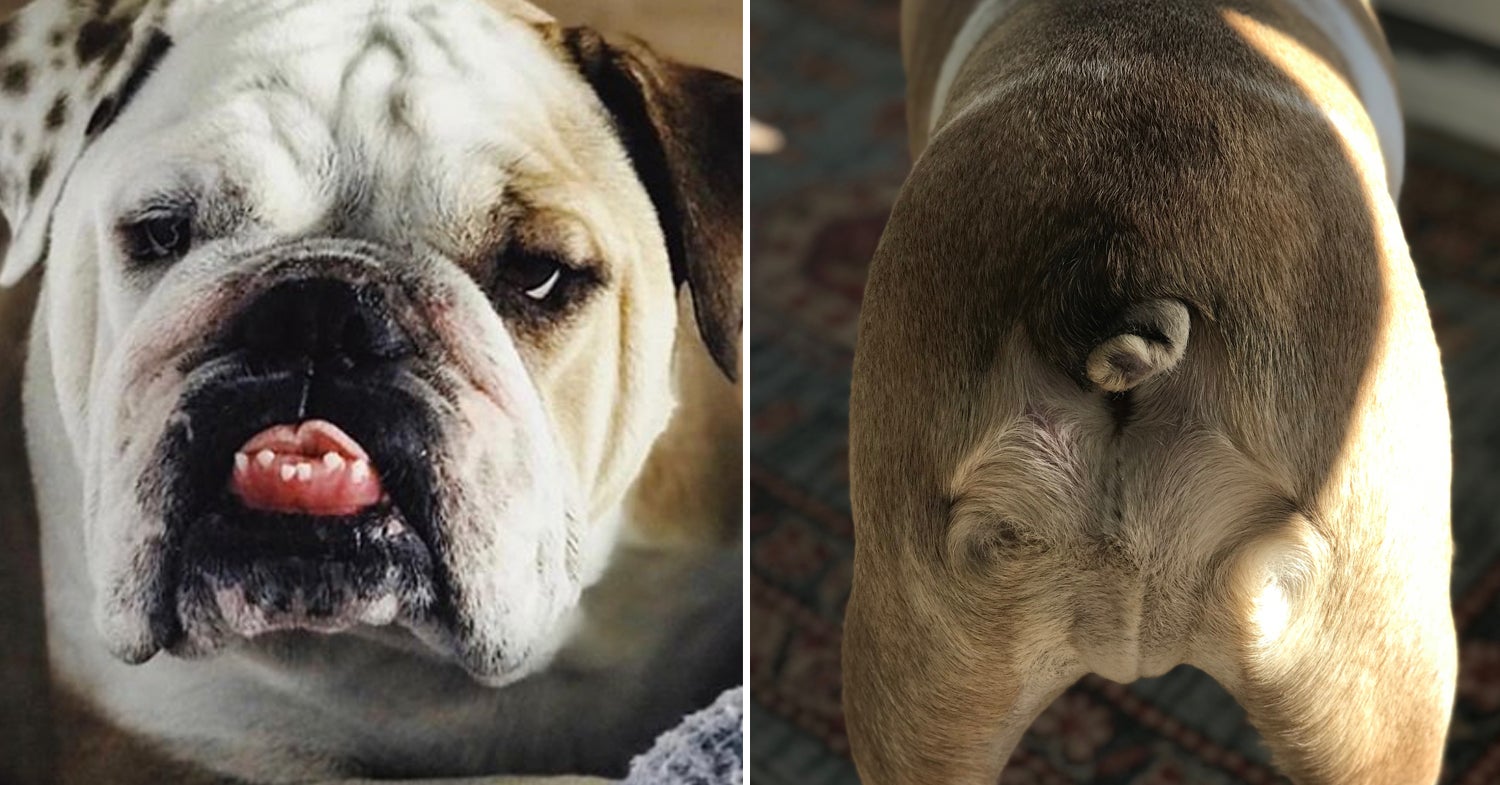 What Does My Dog's Butt Look Like?