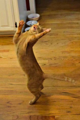 Reviewer image of a cat playing with the toy