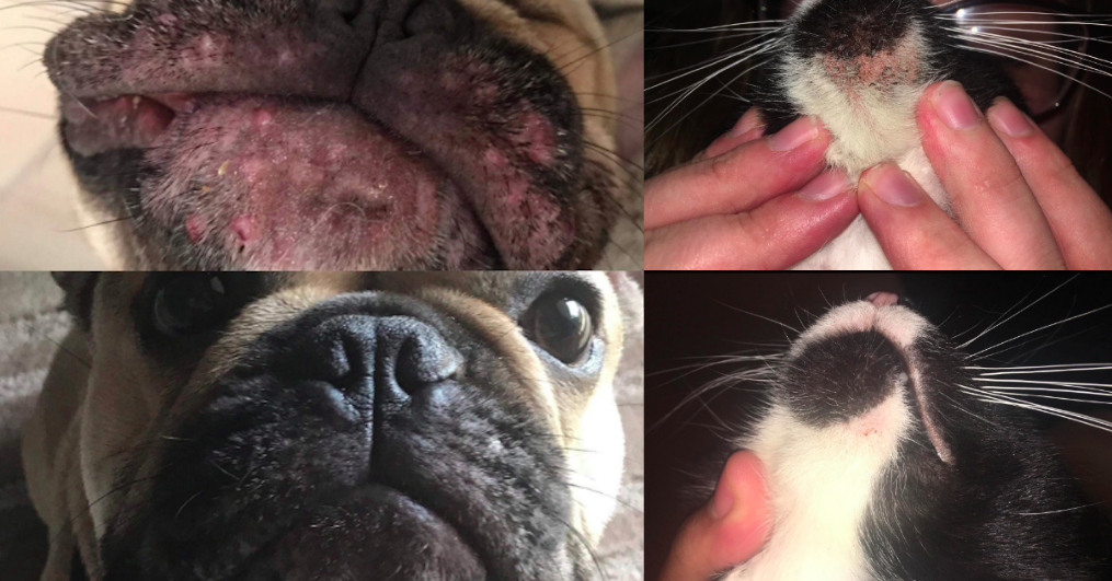 These $11 Wipes Have Worked Wonders On Pets With Itchy, Irritated Skin
