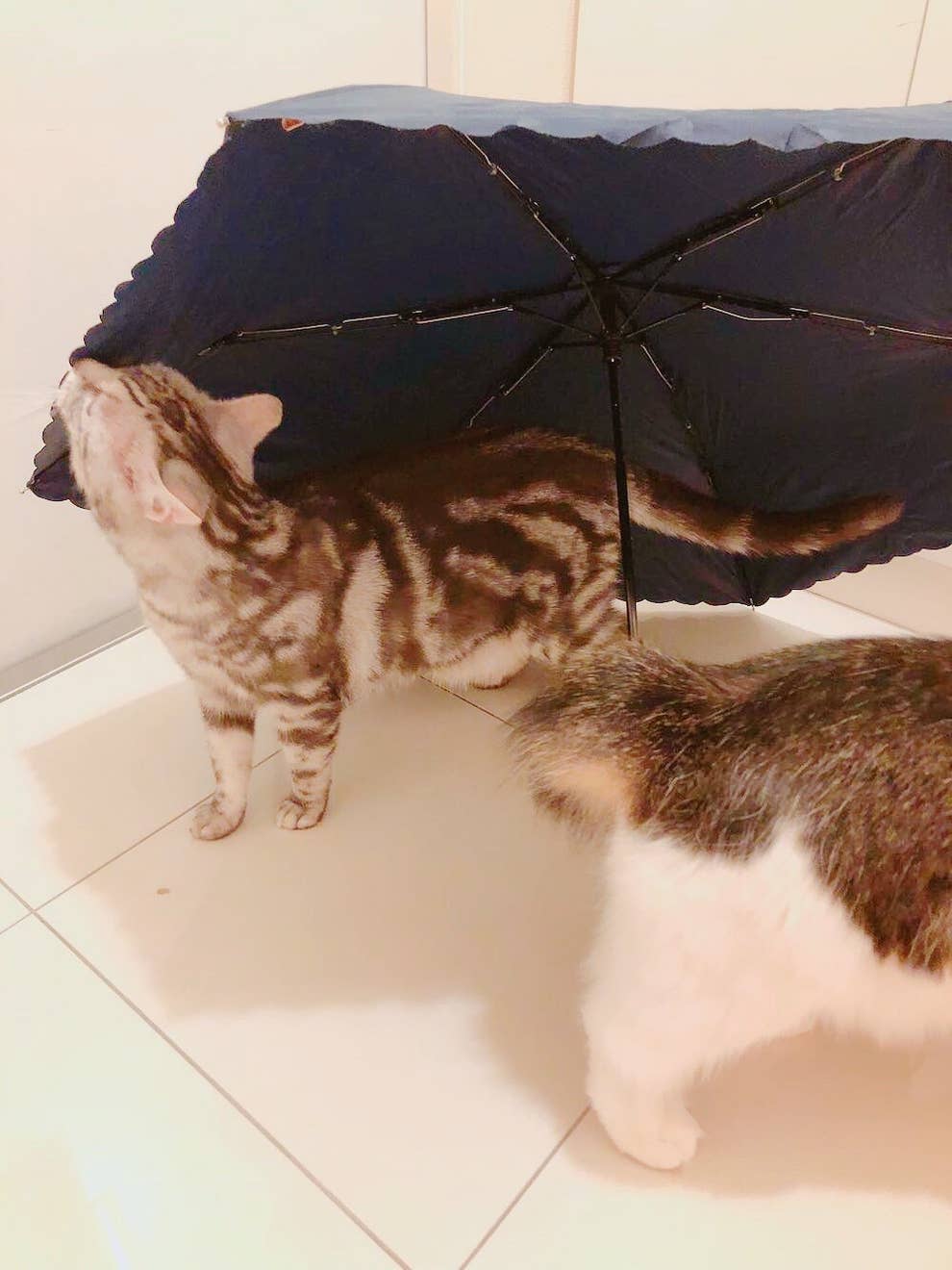 置いておくだけでニャンコが寄ってくる 猫ホイホイ が鬼のような可愛さ
