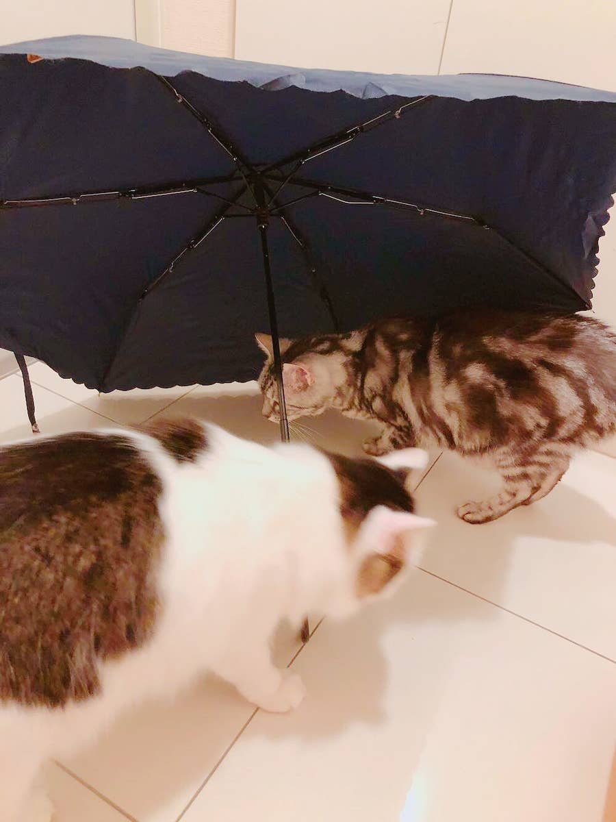 置いておくだけでニャンコが寄ってくる 猫ホイホイ が鬼のような可愛さ