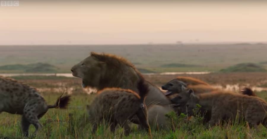 これは泣ける 本当にあった ライオンキング みたいな物語