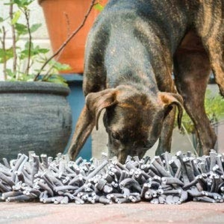 a brown dog sniffing through the shaggy feeding mat