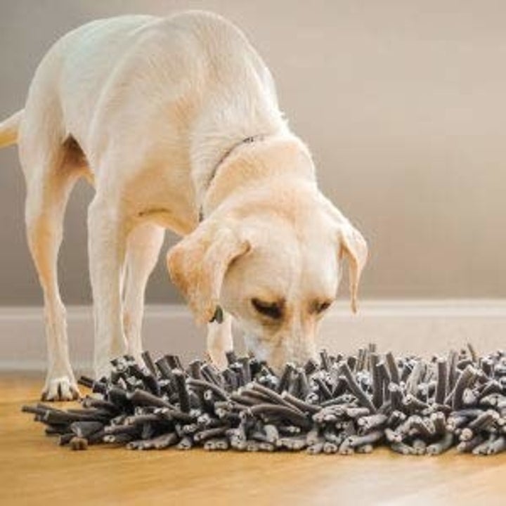 a yellow lab sniffing through the shaggy feeding mat