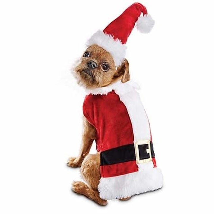 49 Gifts You Ll Want To Give Your Dog This Year