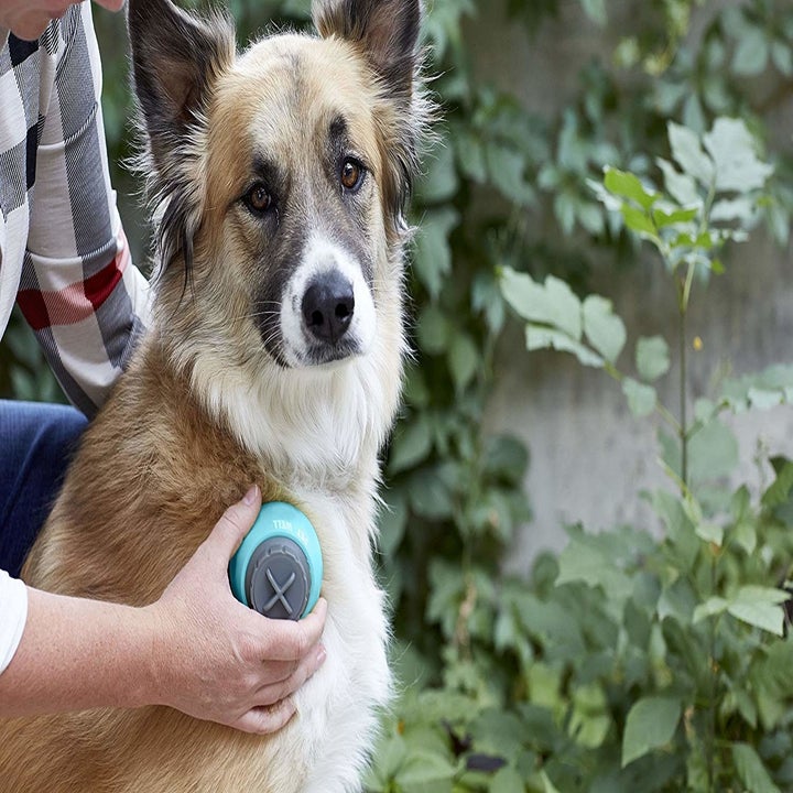 a dog sitting nicely while someone rolls the handheld massager over them