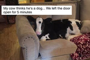 17 Pictures That Prove Cows Are The Most Wholesome Animals In The Universe