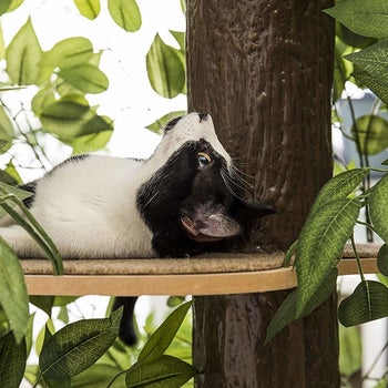 close up of a cat lounging on a branch of the faux tree