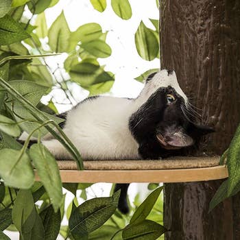 close up of a cat lounging on a branch of the faux tree