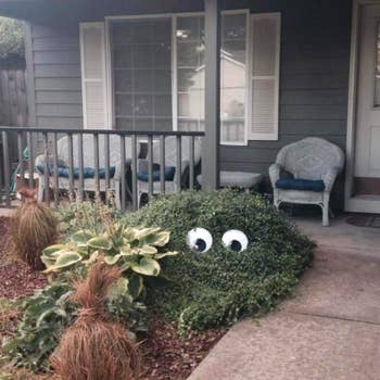 bush with giant googly eyes