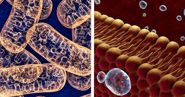 Everyone Has A Cell Organelle That Personality Matches Their