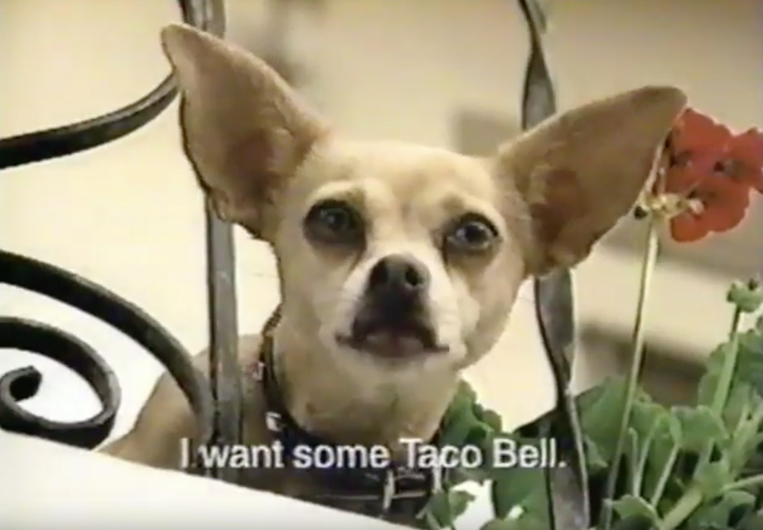 The &quot;Yo Quiero Taco Bell&quot; dog