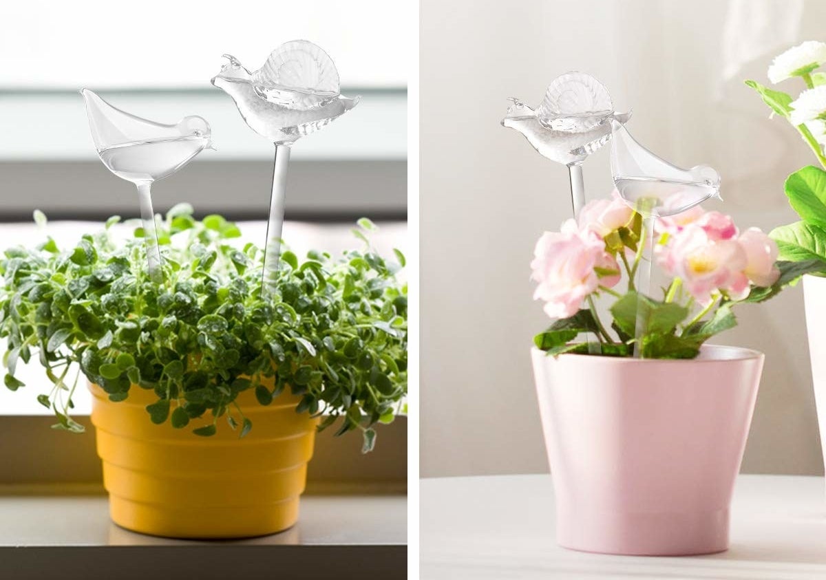 Glass bird-shaped watering globes in soil
