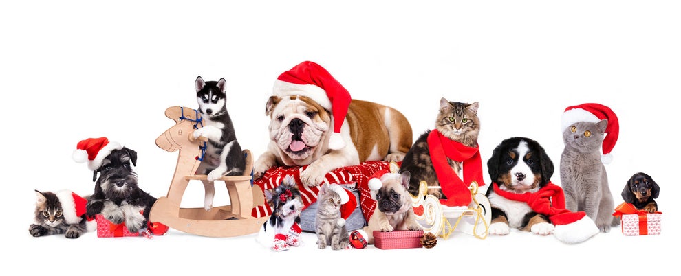 クリスマスイブになると動物たちが デンマークの言い伝えが素敵すぎる