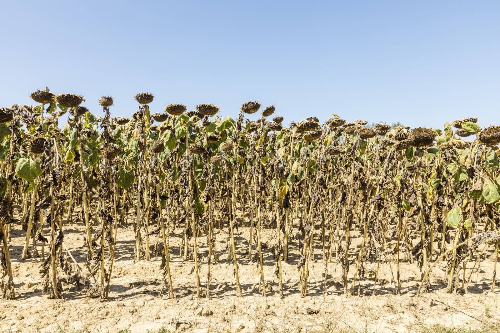 Dry sunflower plants in a field near Lyon, France, affected by drought during a heat wave on Aug. 20.