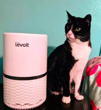 Reviewer's cat standing beside small cylindrical air purifier 