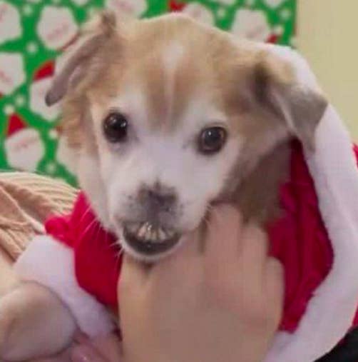 "Sniffles" The Noseless Dog Needed A Home And Now 200 People Want Him