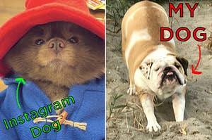 I Asked Pet Influencers How To Make My Dog Instagram Famous And Here's What They Said