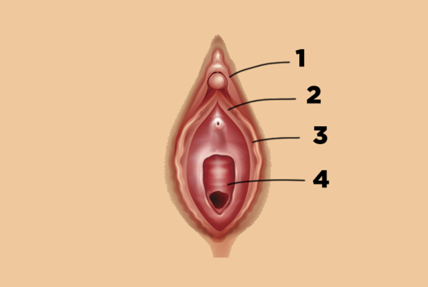of hooded clitoris Image