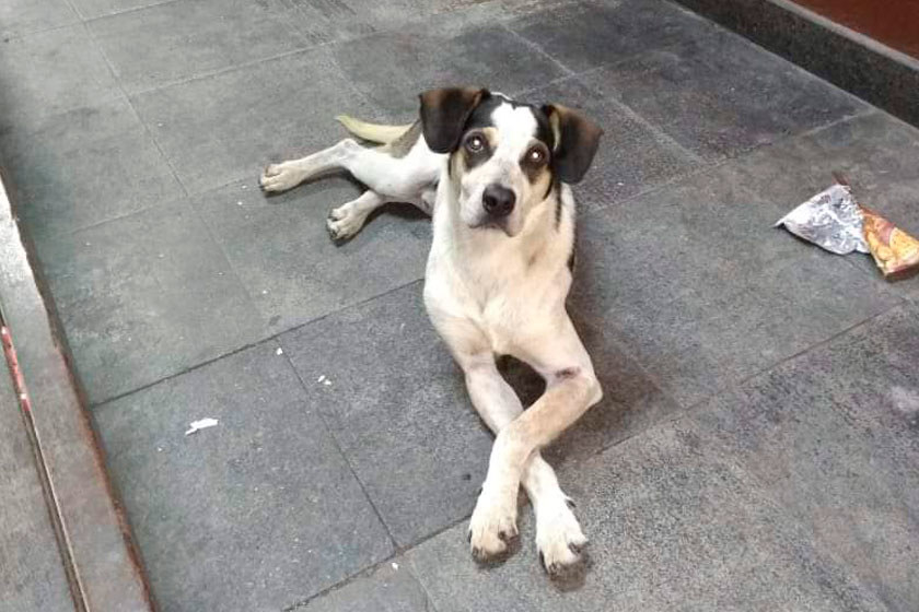 A Prefeitura de Osasco também enviou nota descrevendo as condições em que o animal chegou ao Departamento de Fauna e Bem Estar Animal, que foi acionado para recolher o bichinho quando já estava ferido. Segundo a prefeitura, “o animal deu entrada consciente no departamento em decúbito lateral (deitado de lado), mucosas anêmicas, hipotensão severa (pressão baixa), hipotermia intensa, hematêmese (vômito com sangue) e escoriações múltiplas”.