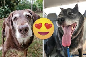 Pet Adoption