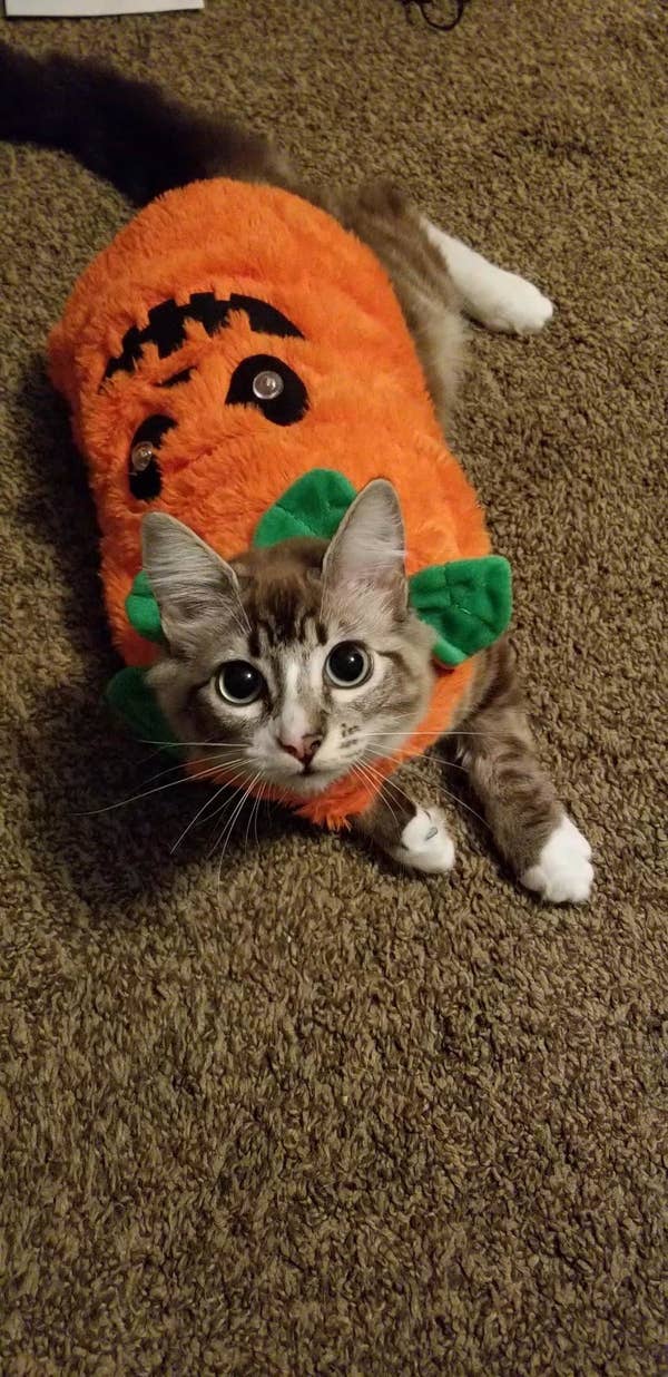 Cats Who Are Nailing The Puppy Dog Eyes