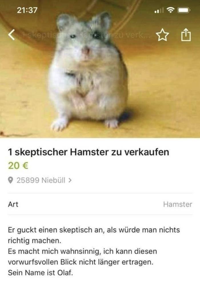 Nicht nur dieser Tweet mit einem Foto der Anzeige erreichte fast 2000 Retweets und Likes, auch die Facebook-Seite „Best of Kleinanzeigen“ postete die Anzeige und sammelte dort knapp 5000 Likes, Kommentare und Shares ein, wow.„Sehr albern und ohne Nutzwert, aber der skeptische Hamster bringt mich nachhaltig zum Lachen“ oder „Ich bin verliebt“ schrieben Menschen auf Twitter zu Olaf.