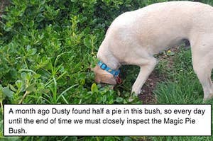 22 Wholesome Dogs Of This Year That'll Make You Realise That 2018 Wasn't Fully Terrible