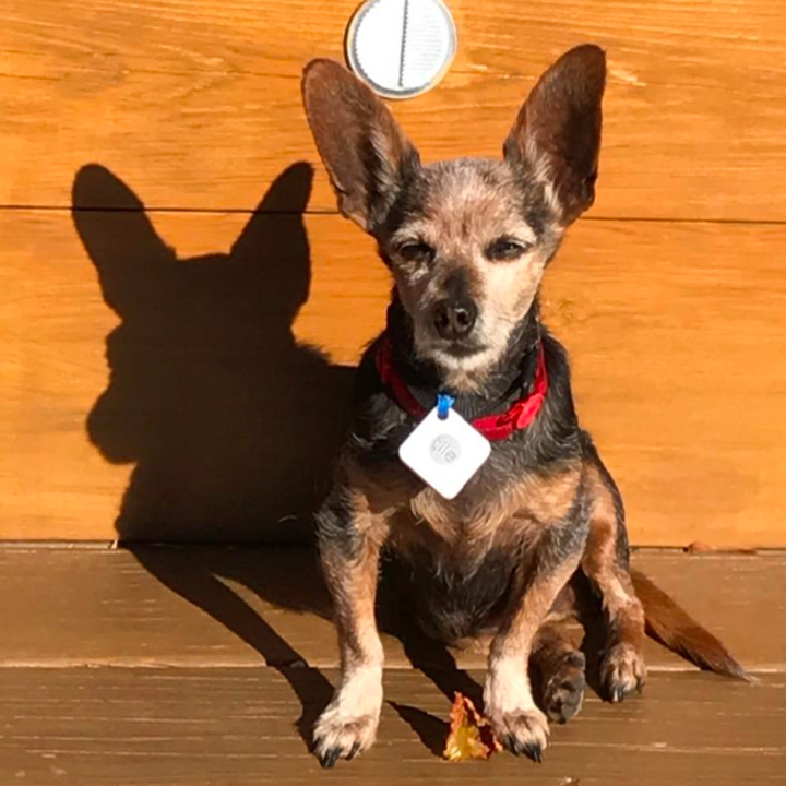 A customer review photo of their dog with the tracker attached to their collar