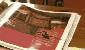 gif of person using the catcher to scoop up a spider and release it outside