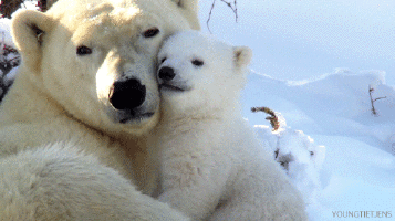 Rubbing noses is seen as a nonthreatening behavior.