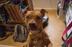 19 Reasons Rescue Dogs Are The Absolute Heroes Of 2018