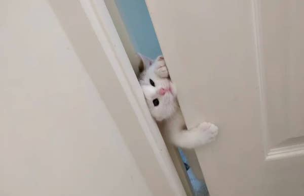 Here Are This Week S Best Kitty Posts