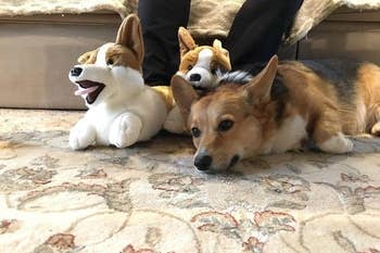 A reviewer wearing the slippers with their actual pet Corgi at their feet