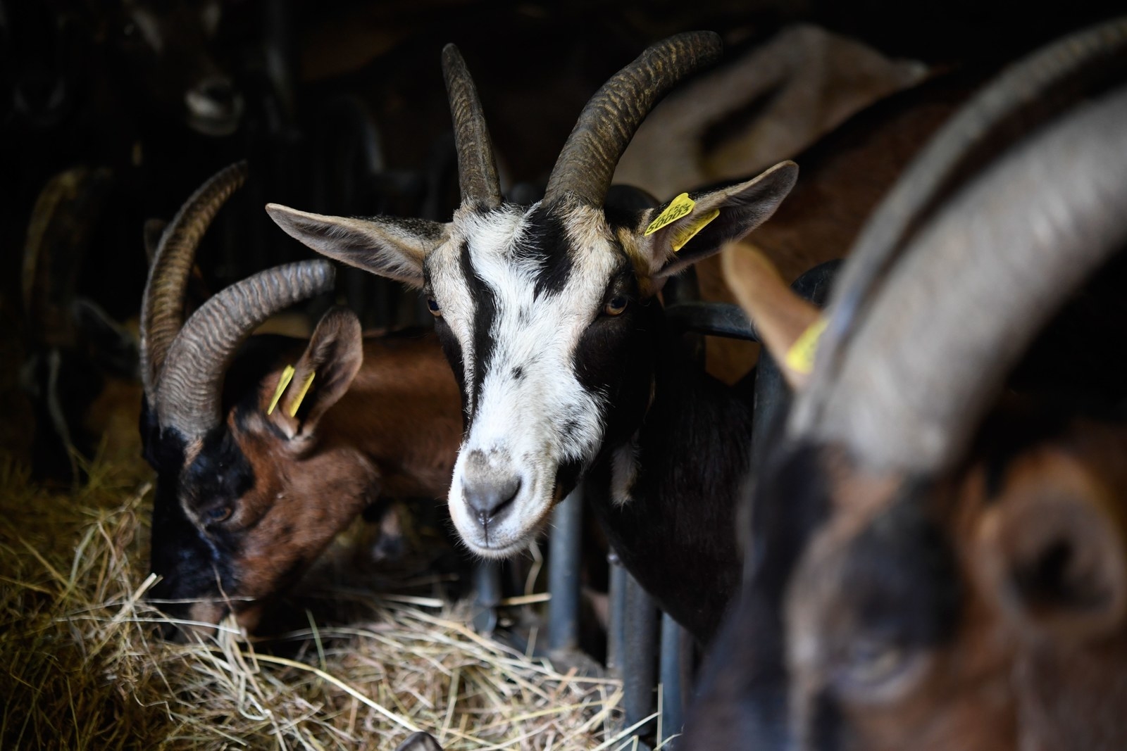 愛するヤギ60匹はどこへ 2ヶ月後には子どもが生まれてくる予定だった