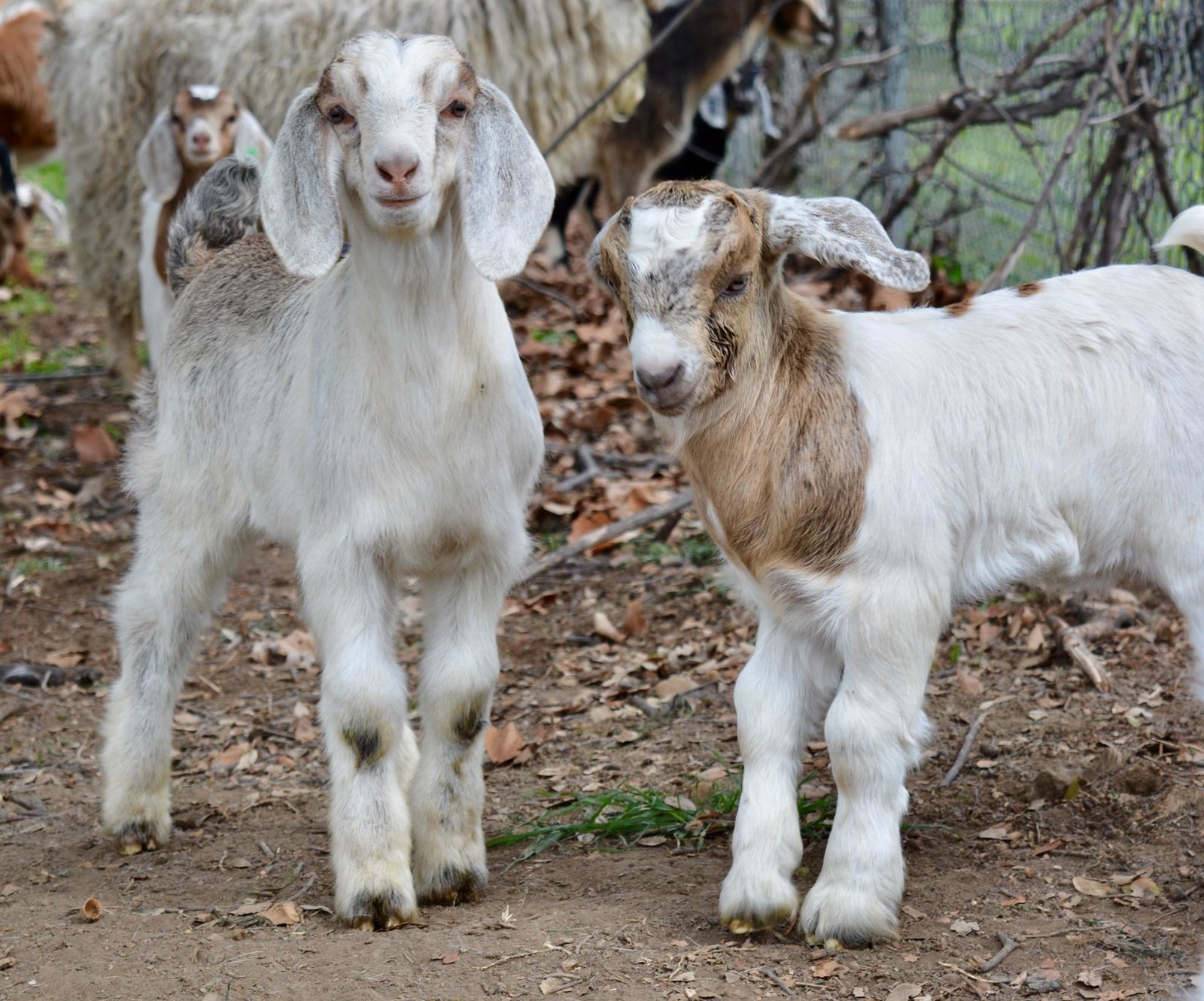 goat twins 二匹の山羊さん 上品なスタイル traderisk.com.br
