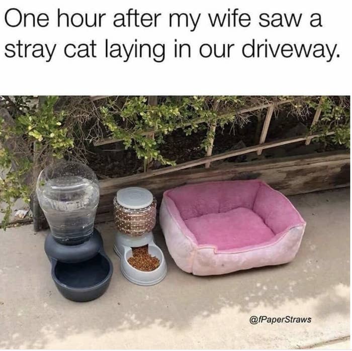 Kitty married life is stressful #3southerncatsandmomma