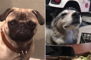 Oh H*ck, Here Are The 50 Goobest Doggo Posts Of 2018