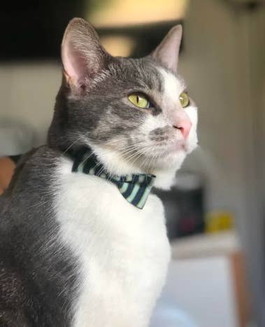 Here Are This Week S Best Kitty Posts