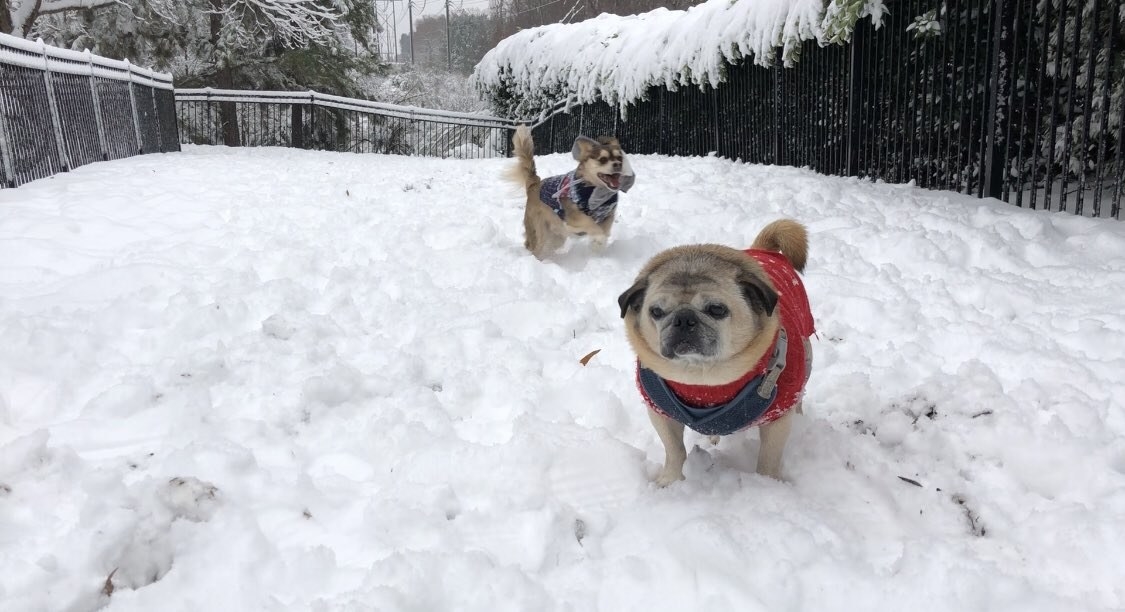 ワンコにだって 雪好きとそうじゃないワンコがいる