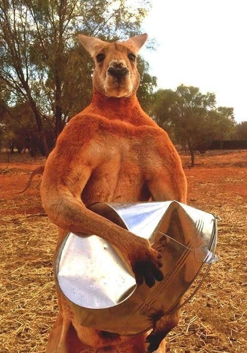 マッチョすぎるカンガルー この世を去る