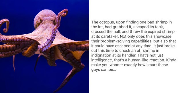 Octopuses Are Super Smart And They're Definitely Going To Take Over The ...