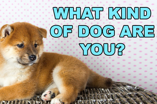 Buy What Dog Breed Are You Buzzfeed | UP TO 58% OFF