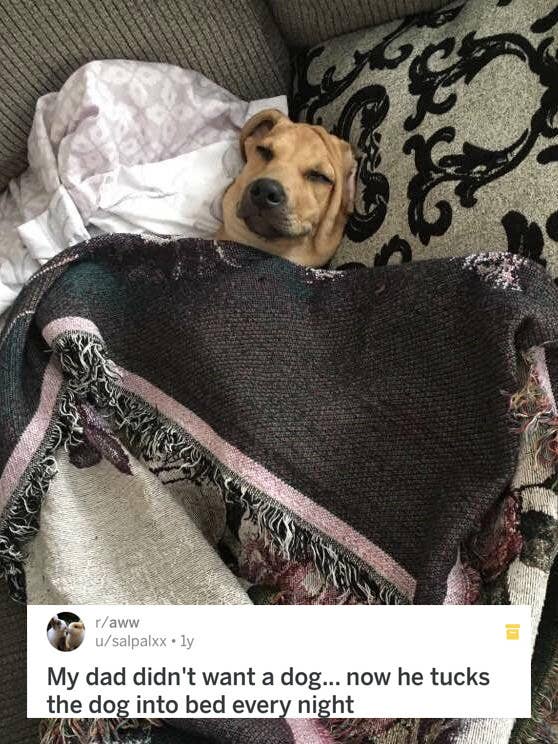 18 Reluctant Pet Parents Who Eventually Came Around
