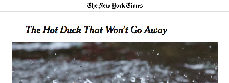 The Hot Duck That Won't Go Away - The New York Times