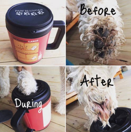 Reviewer&#x27;s before and after photos showing that the Paw Plunger got rid of all the brown dirt that was on their white dog&#x27;s paw