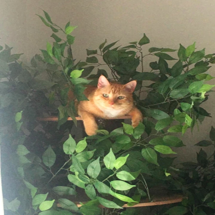 24 Pet Products That Must Have Been Designed By Geniuses