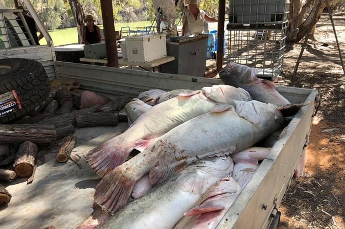 オーストラリアで100万匹以上の魚が一斉に死亡 いま 何が起きているのか