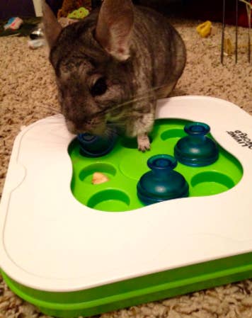 Reviewer photo of a chinchilla moving cups to find treats hidden underneath