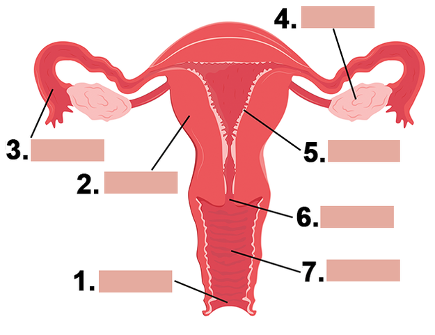 Reproductive system quizlet